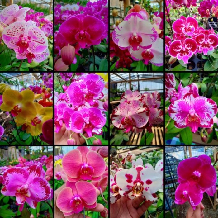 MUST HAVE PROMO ANGGREK BULAN PRA DEWASA SPIKE CLONE IMPORT TAIWAN WARNA KOLEKSI TERLARIS