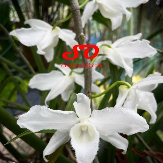 8.8 Sale Dendrobium Anosmum Gigantea Var Alba "Remaja"