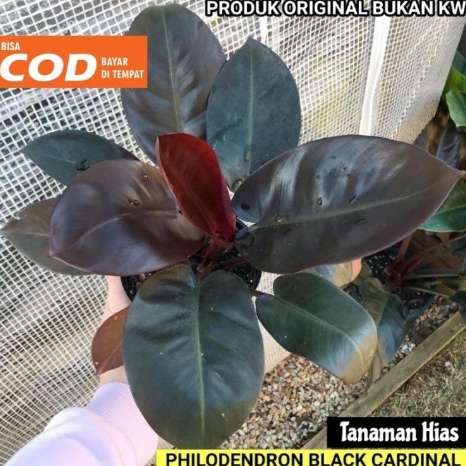 Sale 8.8 Produk Original !! Tanaman Hias Philodendron Black Cardinal (Asli)