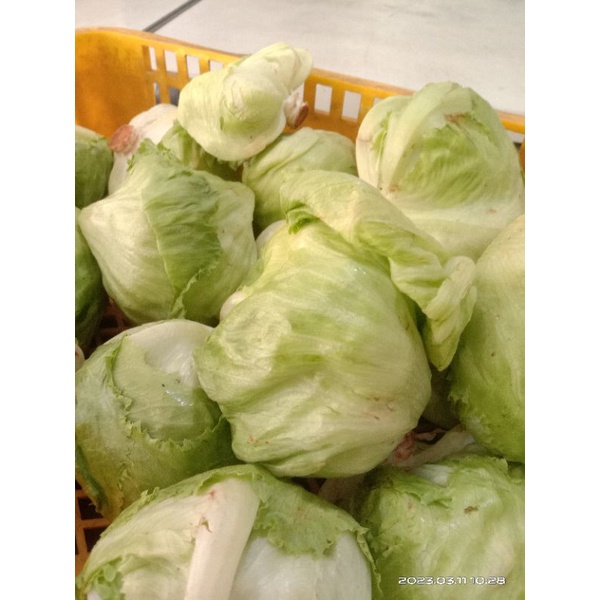 

sayur lettuce/ sayur kebab /head lettuce 1 kg