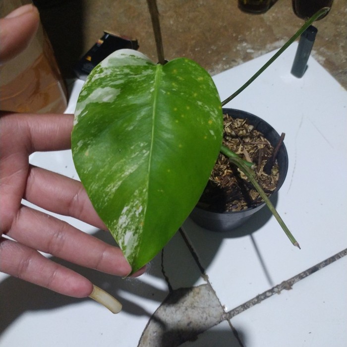 MONSTERA VARIEGATA / MONSTERA VARIEGATA EKONOMIS ORIGINAL