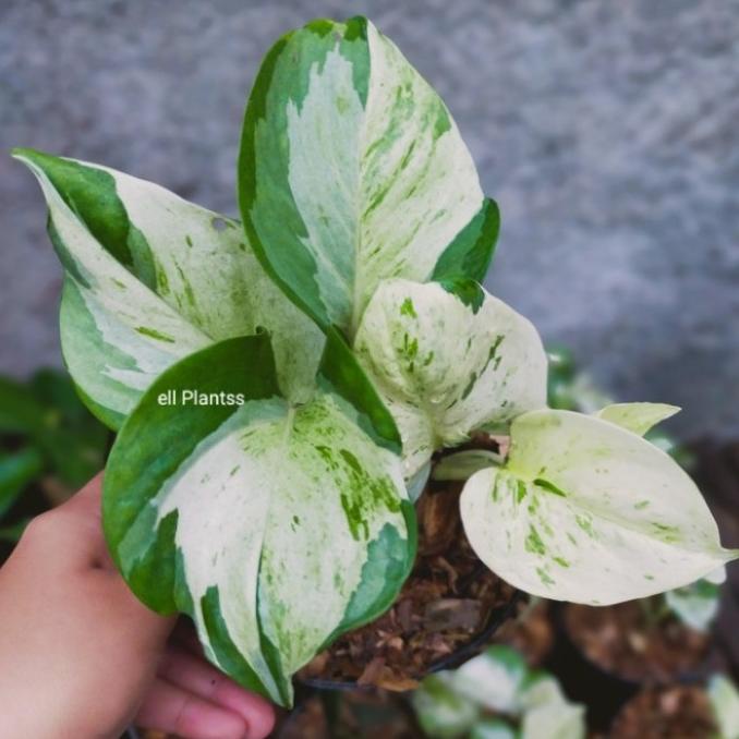 New Epipremnum Pinnatum Variegata