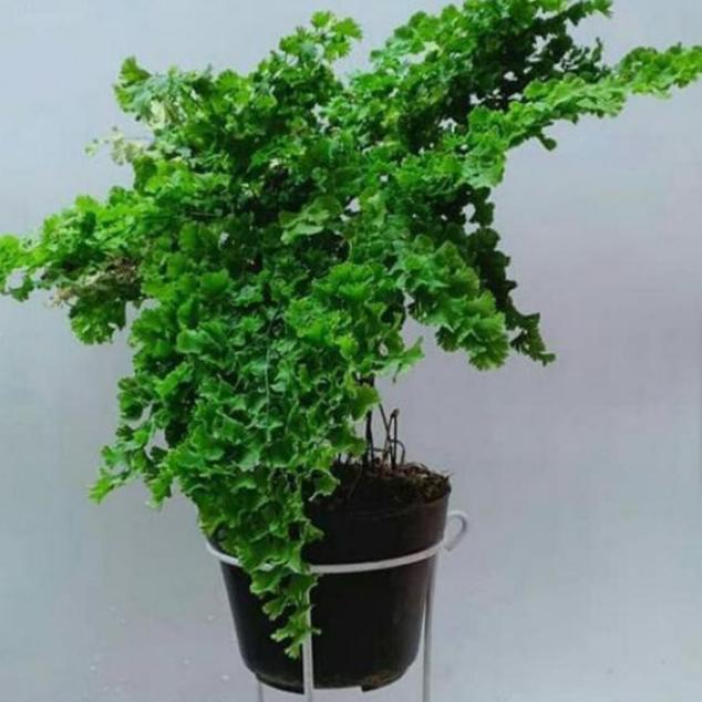 Promo Tanaman Hias Pakis Suplir Boston/Suplir Pakis Boston/ Suplir