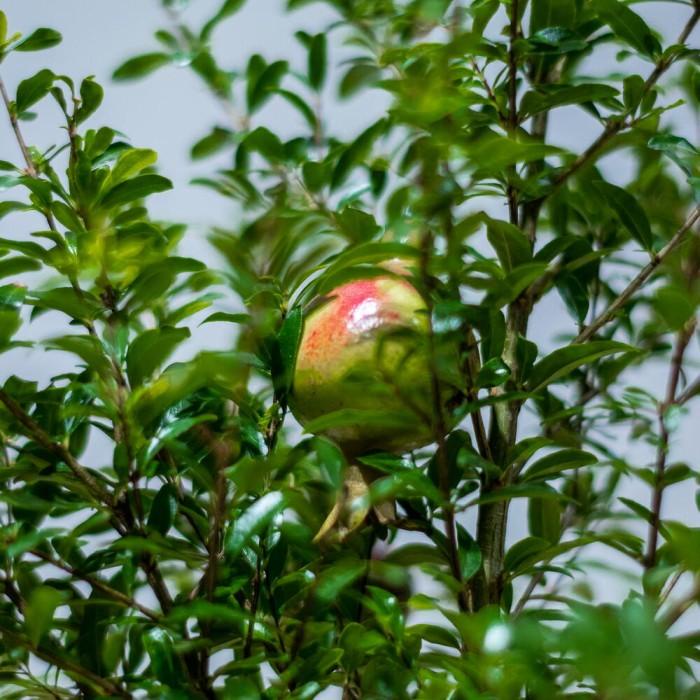 Mossball - Bonsai Delima Merah