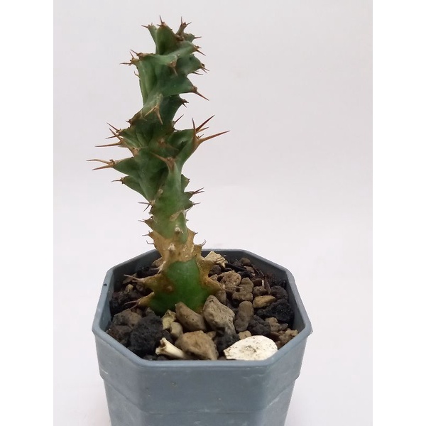 euphorbia tortirama cutting