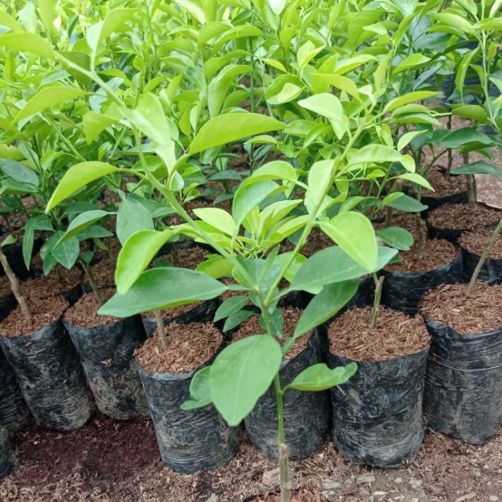 Terlaku. Pohon Jeruk Limo, tanaman jeruk limo, jeruk Limo Ready