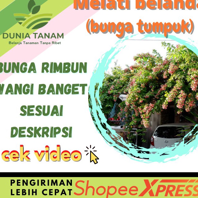 ￣ bibit Tanaman Hias pohon bunga hidup melati belanda rambat BUNGA TUMPUK pengantin mawar hoya r Spe