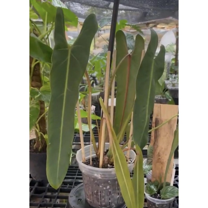 Ready Philodendron Spiritus Sancti bibit bonggol Terlaris