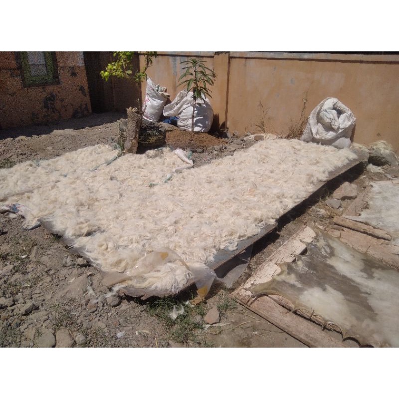 bulu kambing putih bersih bulu kambing jawa