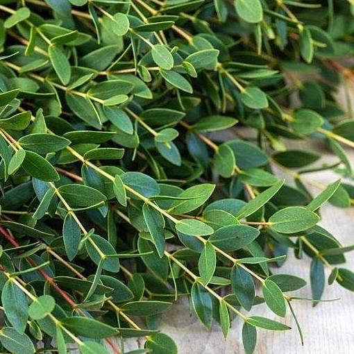 

6.6 Daun Eucalytus Parvi Segar (Daun Potong Segar)