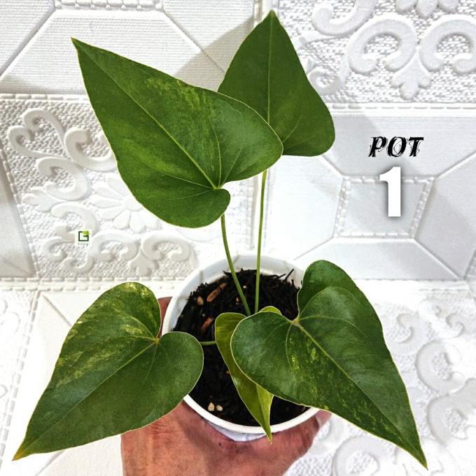 BARU  Anthurium Brownii / Corong Variegata - Pot 1