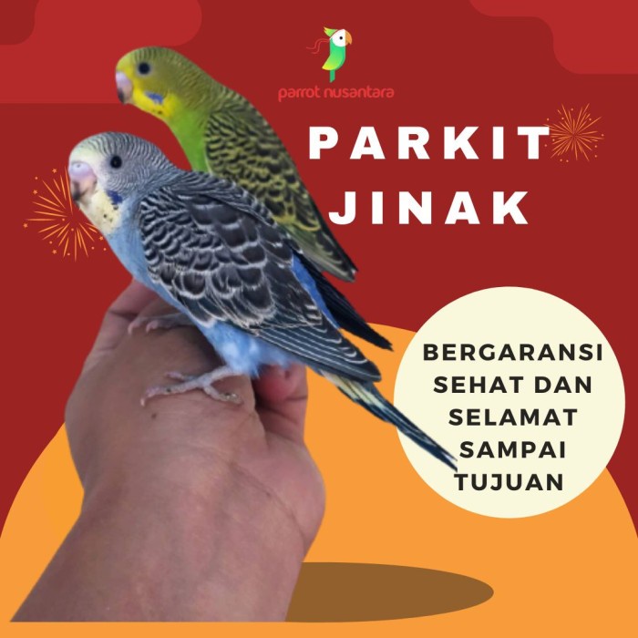 Burung Parkit Jinak Terbaru