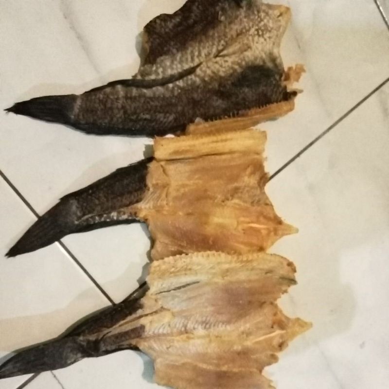 

Ikan Gabus
