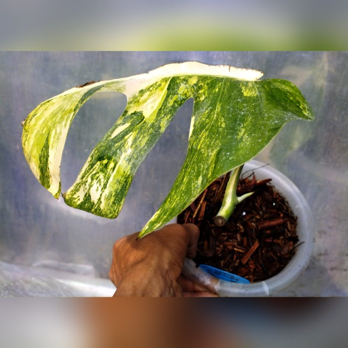 MONSTERA MARMORATA AUREA YELLOW VARIEGATA REAL PICT MURAH EKONOMIS ORIGINAL