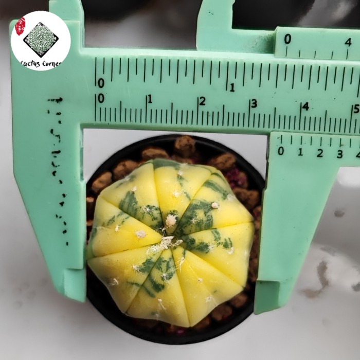 KAKTUS ASTRO ASTROPHYTUM VARIEGATA VAR ORIGINAL