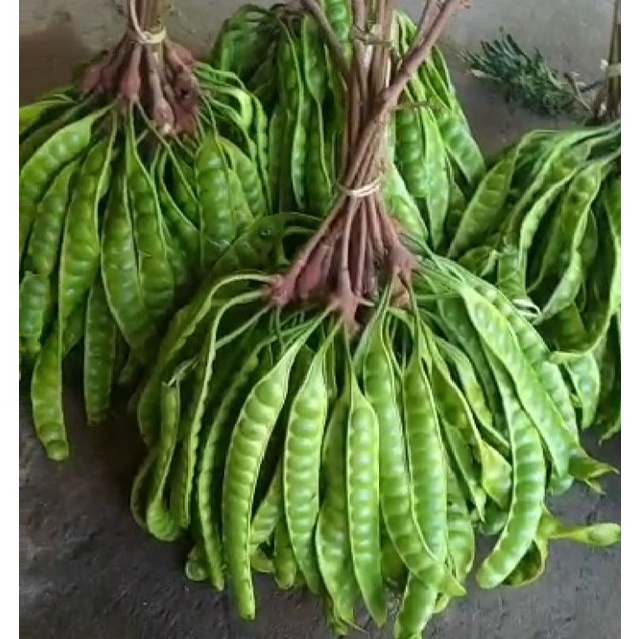 

YLNC8664 Free Ongkir Pete sedang 12 papan .