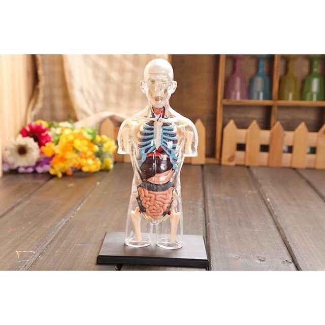 MANEKIN PATUNG PERAGA 4D TRANSPARENT HUMAN TORSO HUMAN ANATOMY