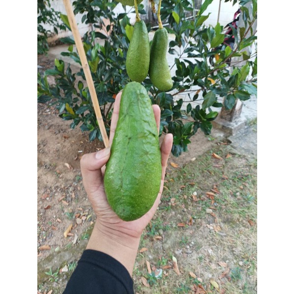 

alpukat mentega