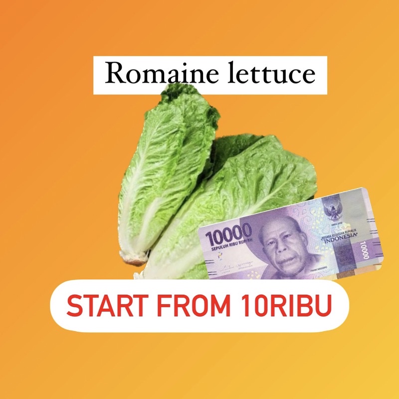 

romaine lettuce salad / selada