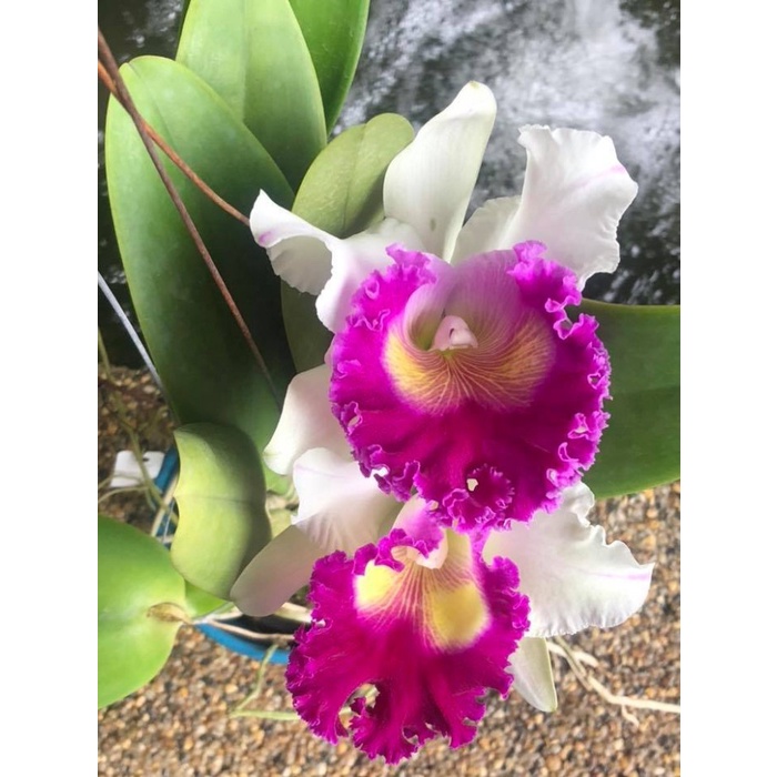 CATTLEYA BLC. KAWNPRAPA DEWASA ORIGINAL