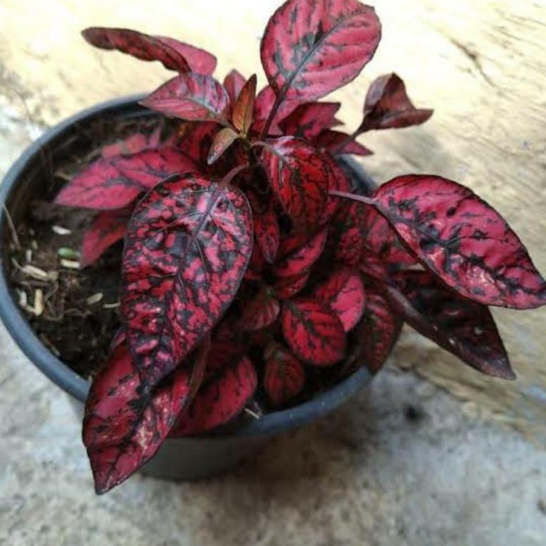 Hypoestes merah