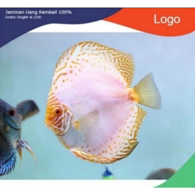 Packing styrofoam ( ikan discus white butterfly )