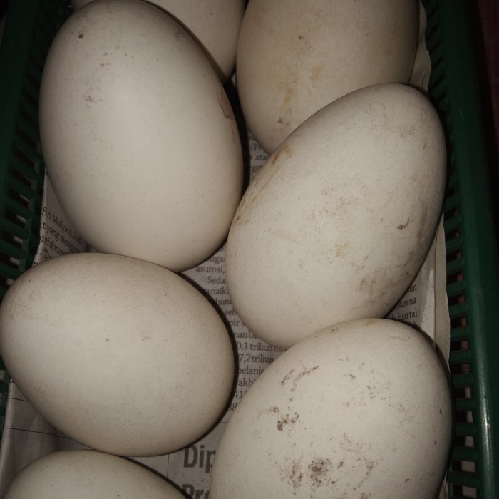 

TELOR SOANG BAGUS