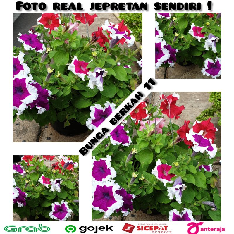 jual tanaman petunia hybrida pot gantung/bunga petunia
