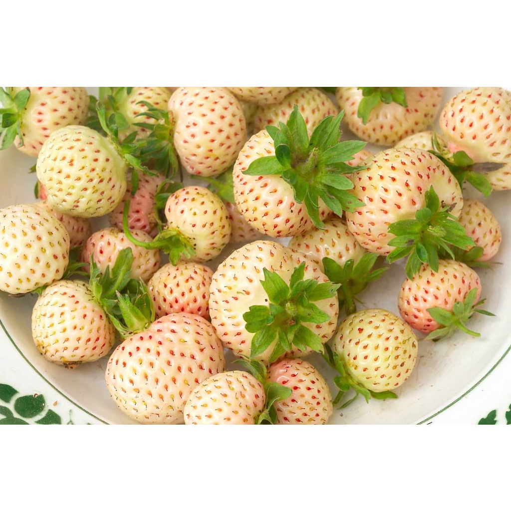 Benih Bibit Biji - Korean White Strawberry Stroberi Putih Korea Pineberry Seeds - IMPORT