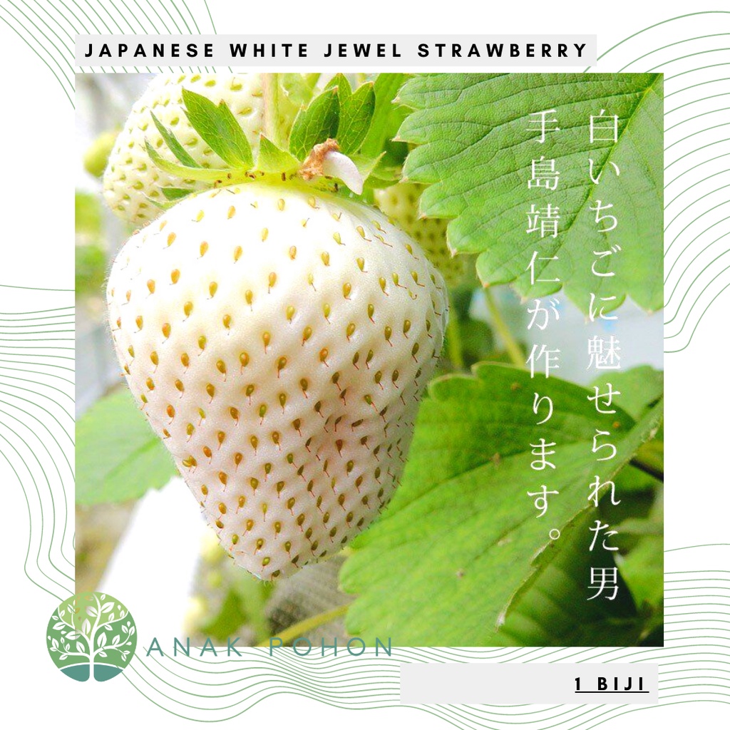 Benih Bibit Biji - Japanese White Jewel Strawberry Stroberi Putih Jepang Seeds - IMPORT