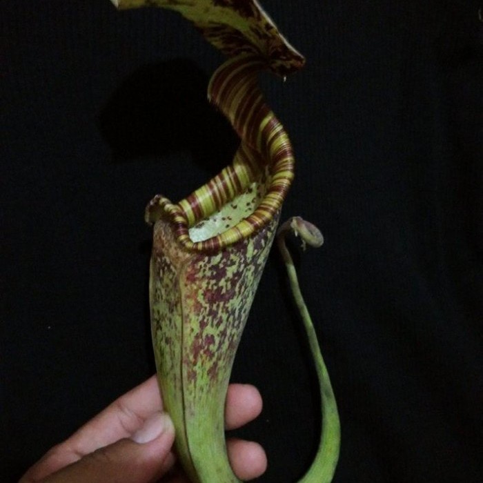 Tanaman Karnivora Nepenthes Rafflesiana Kantong Semar Seed/Biji/Benih