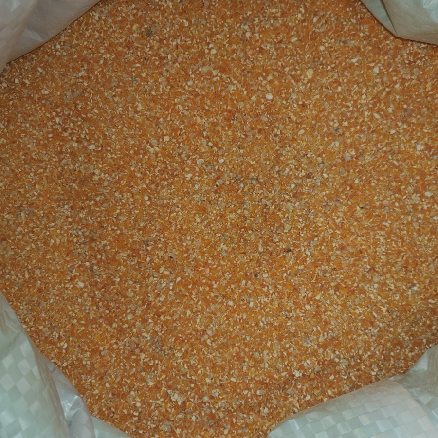 pakan jagung menir