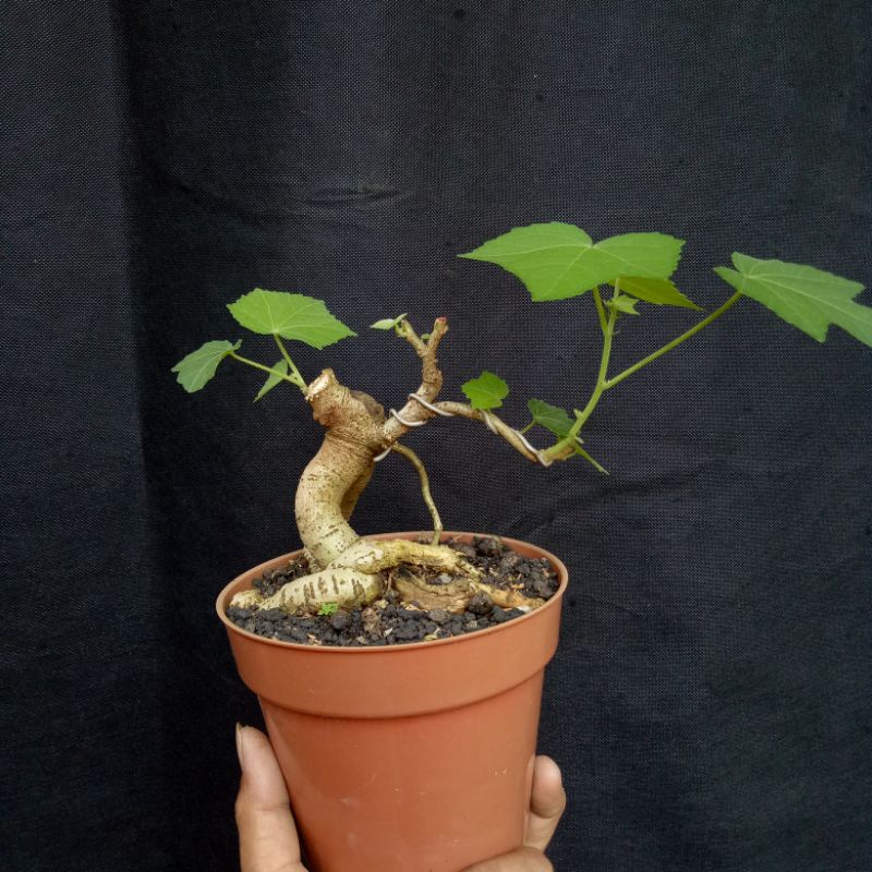 bahan bonsai waru landak