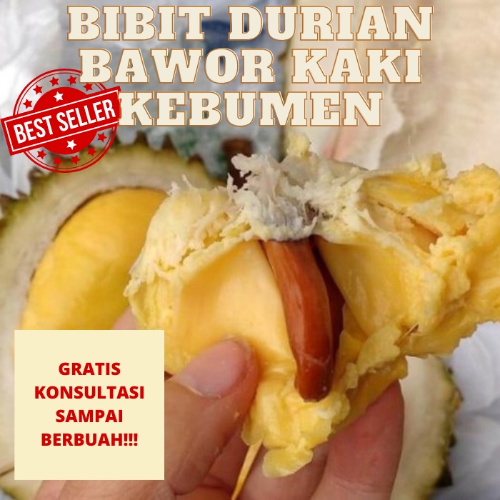 Bibit Durian Bawor Kaki, Bibit Durian Bawor SUPER GENJAH