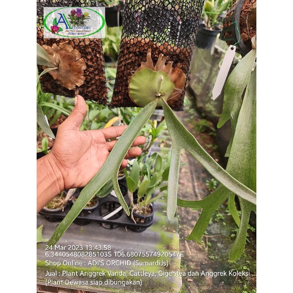 Platycerium Veitchii Silver Frond