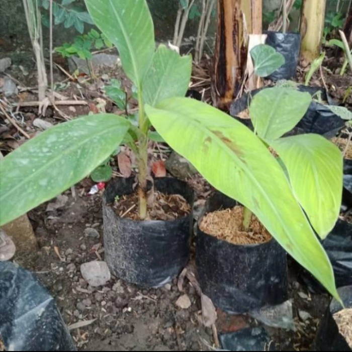 Pisang Emas - Pisang Mas - Bibit Tanaman Buah Pisang Emas MM