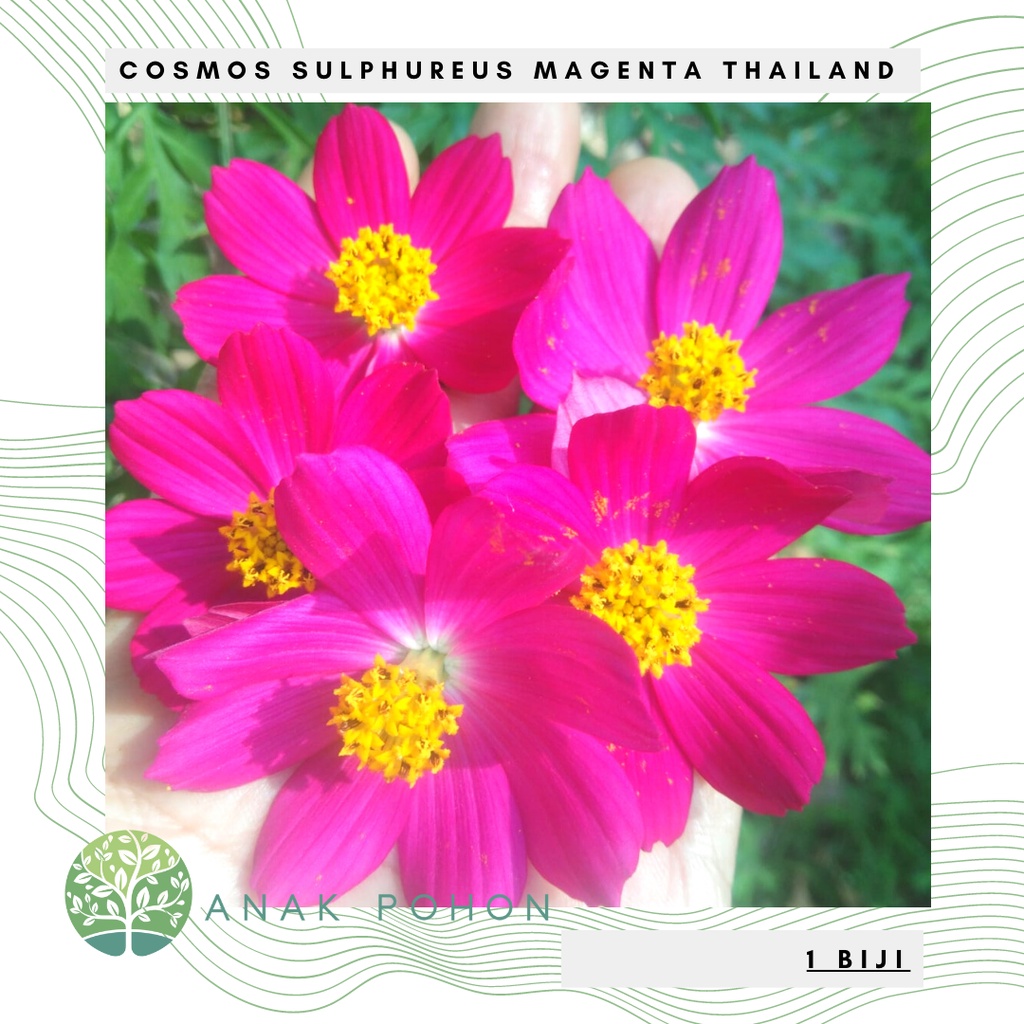 Benih Bibit Biji - Bunga Cosmos Sulphureus Magenta Thailand Flower Seeds