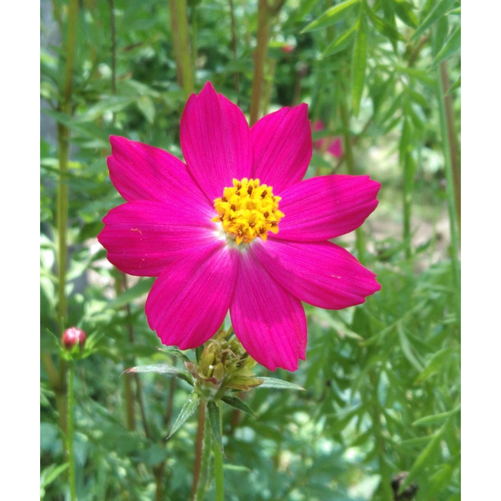 Benih Bibit Biji - Bunga Cosmos Sulphureus Magenta Thailand Flower Seeds