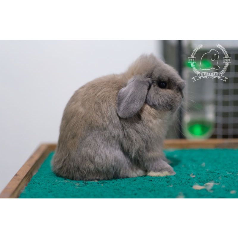 Kelinci Hias Holland Lop HL