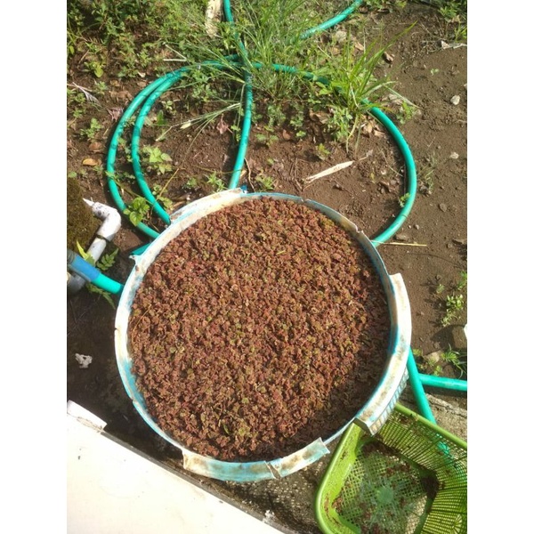 azolla merah, pakan ternak, ikan, ayam