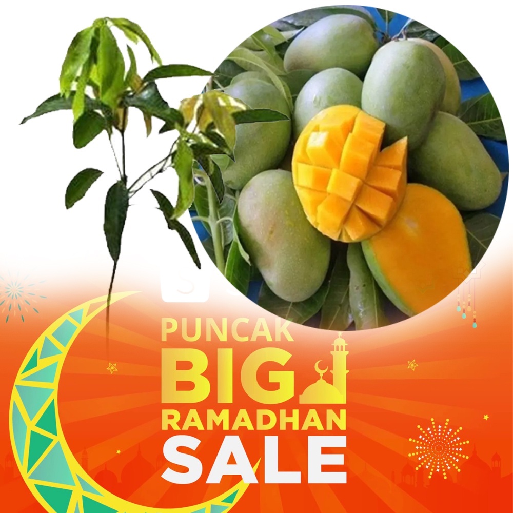 bibit mangga harum manis super / pohon mangga arum manis