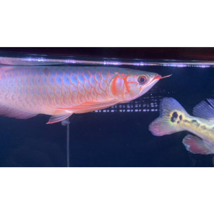 SUPER RED ARWANA 35 cm