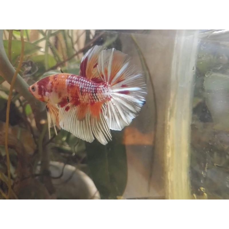 Cupang kontes SNI Giant HMPK multicolor marble Bahanan Mutasi up umur 3 bln. ekor ga lebar balikin. 