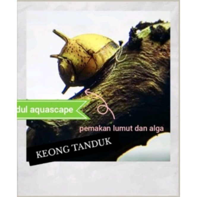 Hiasan aquascape keong tanduk