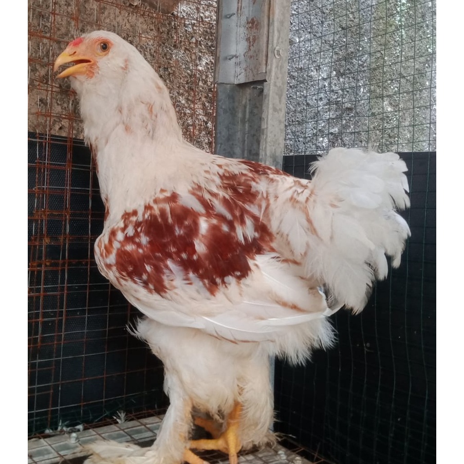 Ayam brahma buff gold jantan usia 4 bulan ( real foto dan vidio )