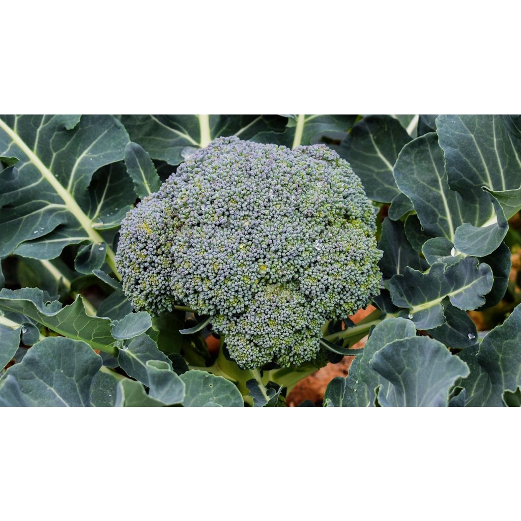 Benih Bibit Biji - Brokoli Hijau Green Super Broccoli F1 Hibrida Seeds - Panen Dalam 60 Hari