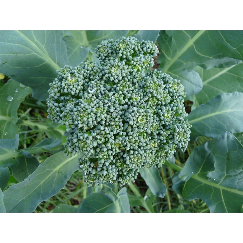 Benih Bibit Biji - Italian Broccoli Di Ciccio (Heirloom) Brokoli Hijau Italia Kuno Seeds - IMPORT