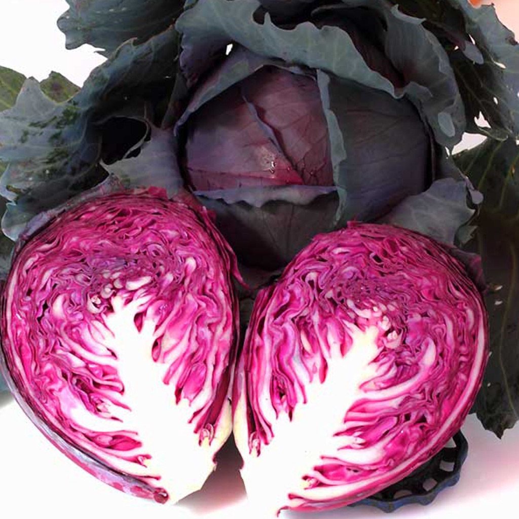 Benih Bibit Biji - Cabbage Red Acre / Kol Kubis Merah Seeds - IMPORT