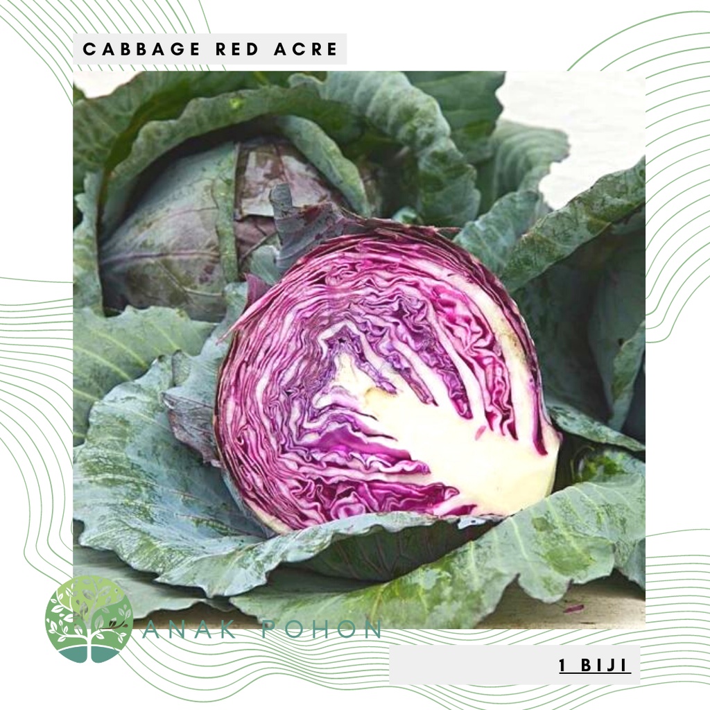 Benih Bibit Biji - Cabbage Red Acre / Kol Kubis Merah Seeds - IMPORT