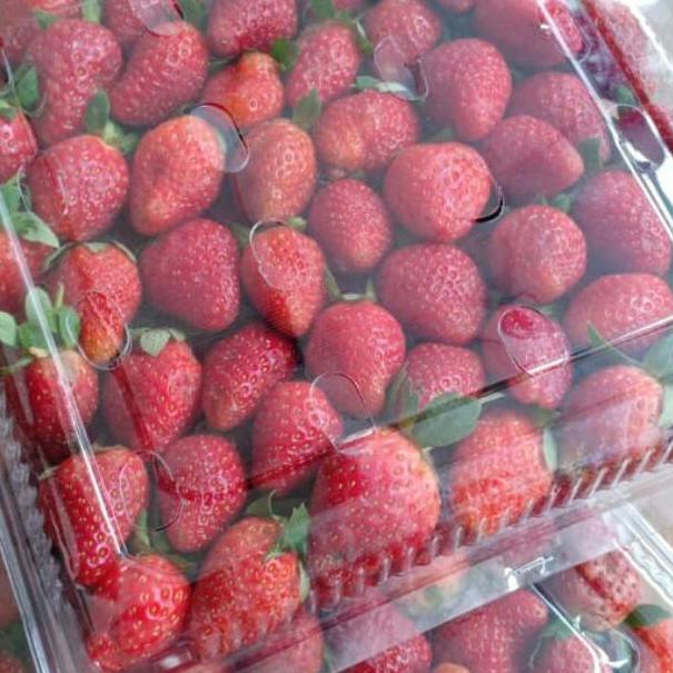 

GROSIR Strawberry Fresh Stoberi Ciwidey gas !!